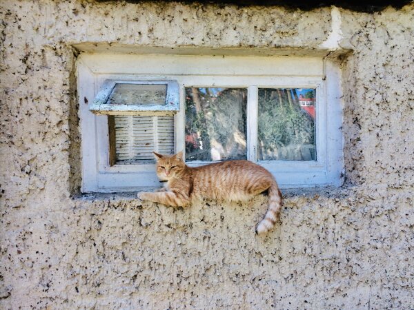  Iki privalomo gyvūnų ženklinimo pabaigos liko kiek daugiau nei savaitė
