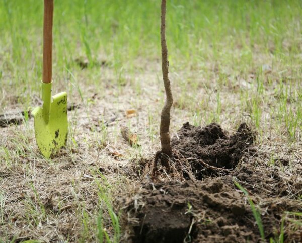 Primename: savivaldybės teritorijoje draudžiama savavališkai sodinti želdinius 