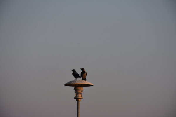 Valstybės garantuojamos teisinės pagalbos paslauga  elektroniniu būdu 