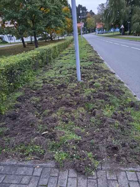 Greta Neringos gyvenviečių pradedami vykdyti šernų gausos reguliavimo darbai