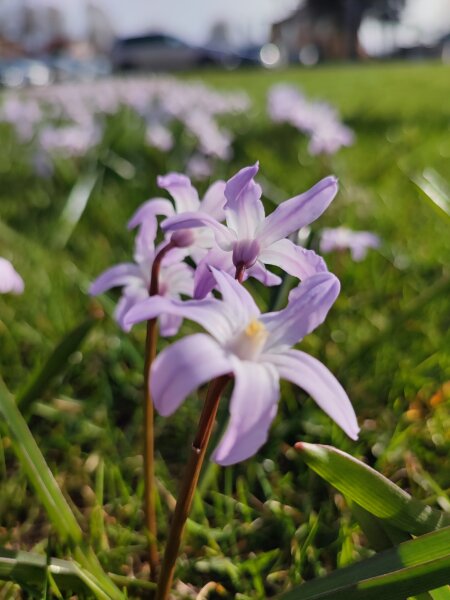 Kvietimas teikti paraiškas priemonės „Stiprinti bendruomeninę veiklą savivaldybėse“ įgyvendinimui