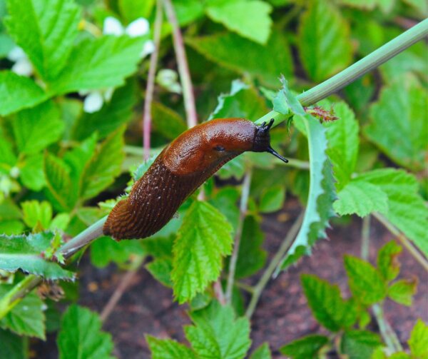 Kviečiame pranešti apie pastebėtą šliužą - ispaninį arioną (lot. Arion vulgaris)