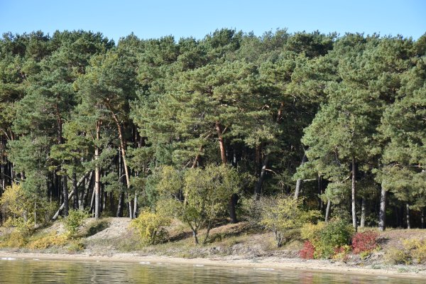 Kviečia susipažinti su vidinės miškotvarkos projekto keitimu