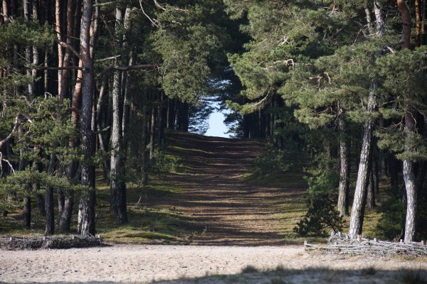 Europos judumo savaitė Neringoje – kaip prisidėti prie iniciatyvos ir paminėti Dieną be automobilio?