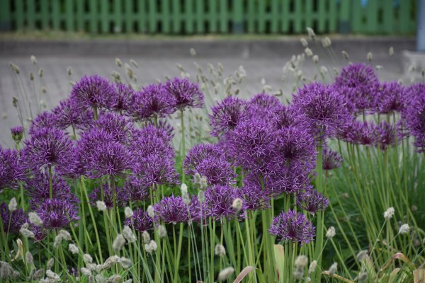 Lietuvos socialinių darbuotojų diena