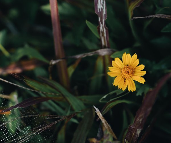 Mero sveikinimas Tarptautinės pagyvenusių žmonių dienos proga 