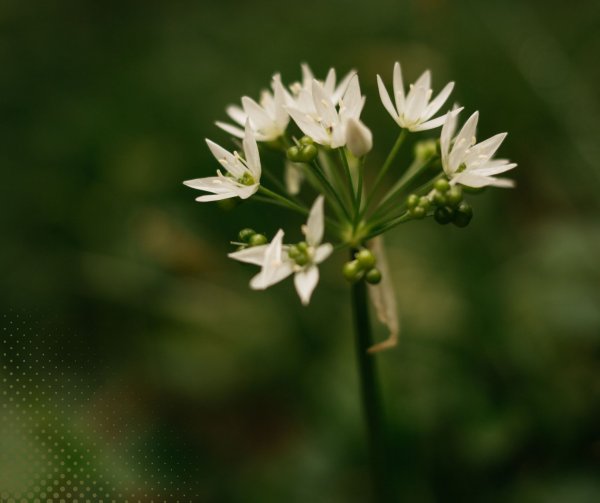 Mero sveikinimas Mokytojų dienos proga